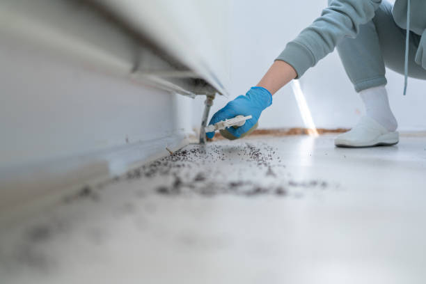 Best Wasp Removal Services  in Richwood, OH